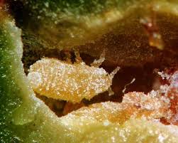 Attēlu rezultāti vaicājumam “Adelges laricis nymph”