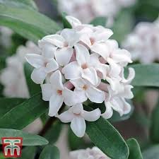 Attēlu rezultāti vaicājumam “Lonicera caerulea var. pallasii flower”