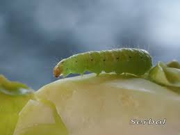 Attēlu rezultāti vaicājumam “Mamestra brassicae exuvia”