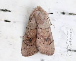 Attēlu rezultāti vaicājumam “Orthosia miniosa imago”