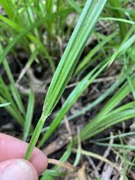 Attēlu rezultāti vaicājumam “Trichia scabra sessile”