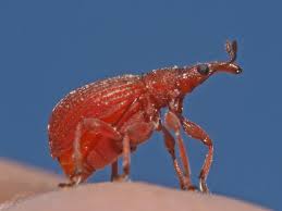 Attēlu rezultāti vaicājumam “Apion sp.”