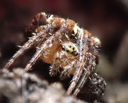 Attēlu rezultāti vaicājumam “Araneus diadematus juvenile”