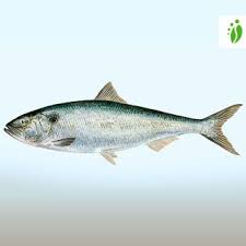 Image result for Alosa mediocris