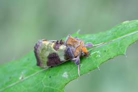 Attēlu rezultāti vaicājumam “Diachrysia tutti”