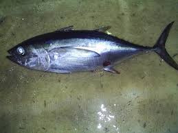 Image result for Thunnus albacares