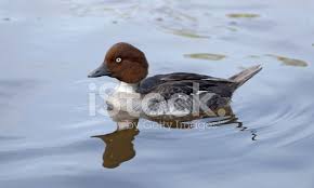 Attēlu rezultāti vaicājumam “Bucephala clangula female”