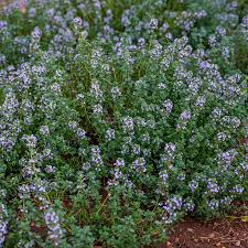Image result for Thymus vulgaris