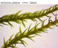 Attēlu rezultāti vaicājumam “Harpanthus scutatus”