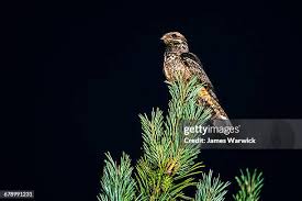 Attēlu rezultāti vaicājumam “Caprimulgus europaeus adult”