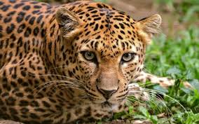 Image result for Essex Leopards