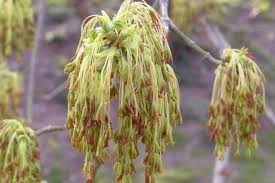 Attēlu rezultāti vaicājumam “Acer negundo female flower”