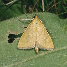 Attēlu rezultāti vaicājumam “Mecyna flavalis”