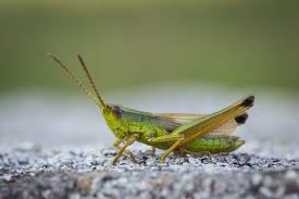 Attēlu rezultāti vaicājumam “Chrysochraon dispar”