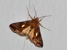 Attēlu rezultāti vaicājumam “Autographa excelsa”