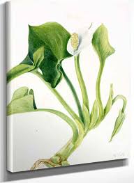 Attēlu rezultāti vaicājumam “Calla palustris”