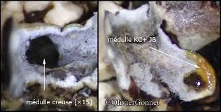 Attēlu rezultāti vaicājumam “Hypogymnia vittata”