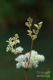 Attēlu rezultāti vaicājumam “Filipendula ulmaria  flower”