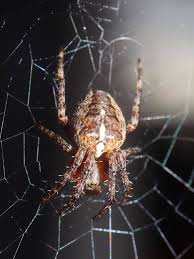 Attēlu rezultāti vaicājumam “Araneus diadematus juvenile”