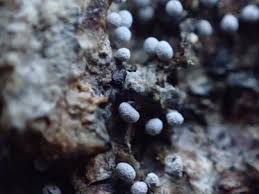 Attēlu rezultāti vaicājumam “Physarum leucopus”