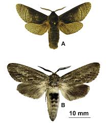 Attēlu rezultāti vaicājumam “Lamellocossus terebra”