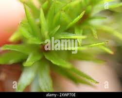 Attēlu rezultāti vaicājumam “Polytrichastrum longisetum”