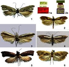 Attēlu rezultāti vaicājumam “Ypsolopha asperella”