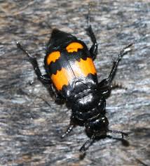 Attēlu rezultāti vaicājumam “Nicrophorus vespilloides”