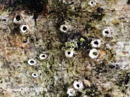 Attēlu rezultāti vaicājumam “Stictis”