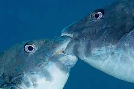 Image result for Sparisoma cretense