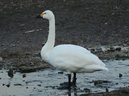 Attēlu rezultāti vaicājumam “Cygnus columbianus”