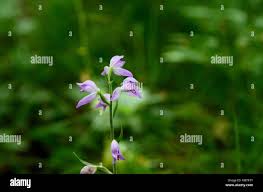 Attēlu rezultāti vaicājumam “Cephalanthera rubra leaf”