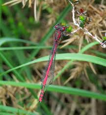 Attēlu rezultāti vaicājumam “Pyrrhosoma nymphula”