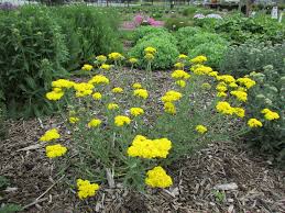 Image result for Achillea millefolium
