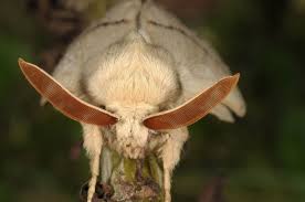 Attēlu rezultāti vaicājumam “Lasiocampa trifolii male”