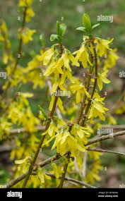 Attēlu rezultāti vaicājumam “Forsythia viridissima”