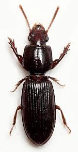 Attēlu rezultāti vaicājumam “Clivina fossor”