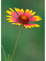 Image result for Gaillardia pulchella