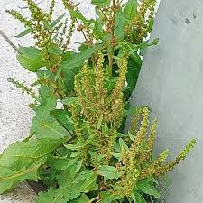 Attēlu rezultāti vaicājumam “Rumex obtusifolius”