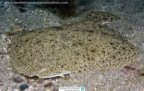Image result for Scophthalmus maximus