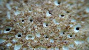 Attēlu rezultāti vaicājumam “Trechispora mollusca”