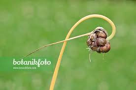 Attēlu rezultāti vaicājumam “Allium sativum bud”