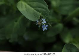 Attēlu rezultāti vaicājumam “Veronica beccabunga leaf”