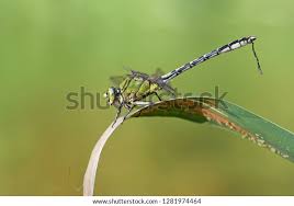 Attēlu rezultāti vaicājumam “Ophiogomphus cecilia”