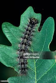 Attēlu rezultāti vaicājumam “Lymantriidae”