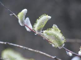 Attēlu rezultāti vaicājumam “Salix daphnoides”