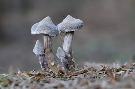 Attēlu rezultāti vaicājumam “Cortinarius praestans”