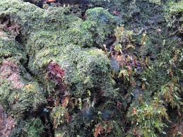 Attēlu rezultāti vaicājumam “Cephalozia catenulata”