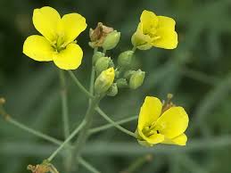 Attēlu rezultāti vaicājumam “Diplotaxis tenuifolia fruit”
