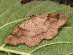 Attēlu rezultāti vaicājumam “Plagodis pulveraria”